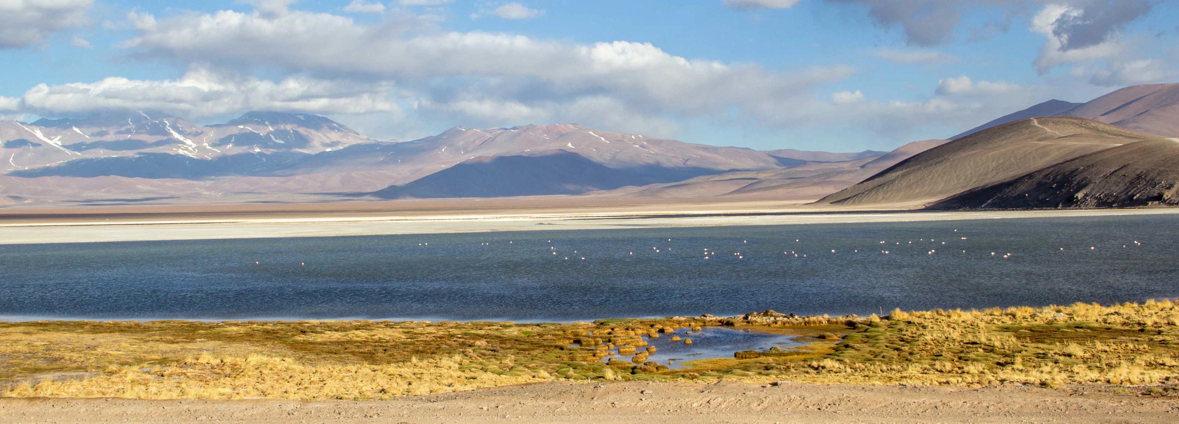 Author: Tomás Honorato. Laguna Santa Rosa, Atacama Region, Chile. 2017