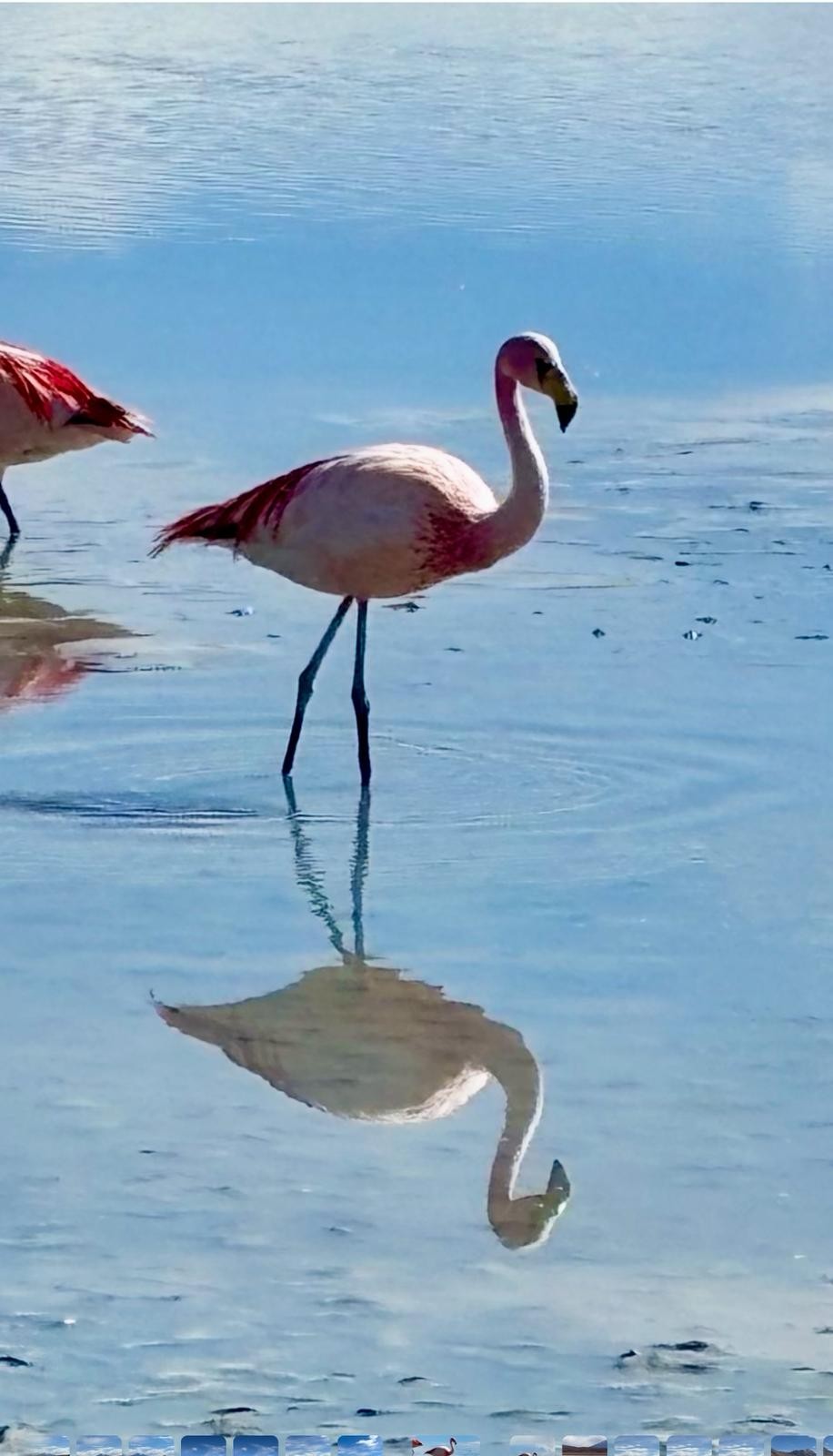 James´s flamingo