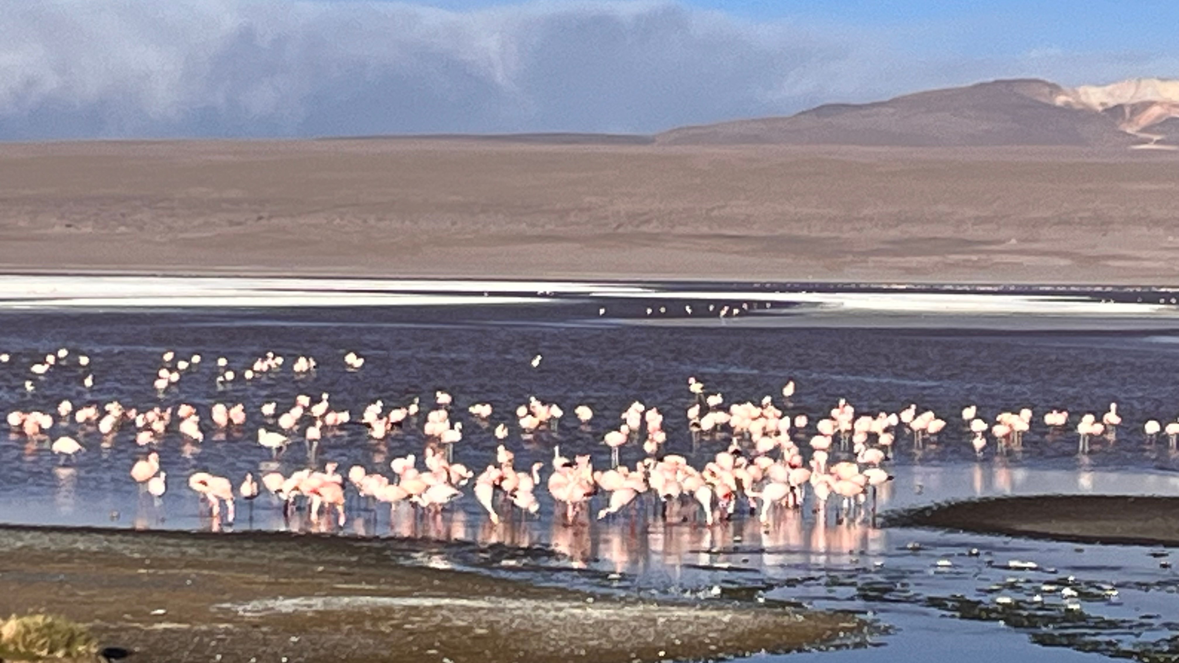 Ascotán Salt Flat
