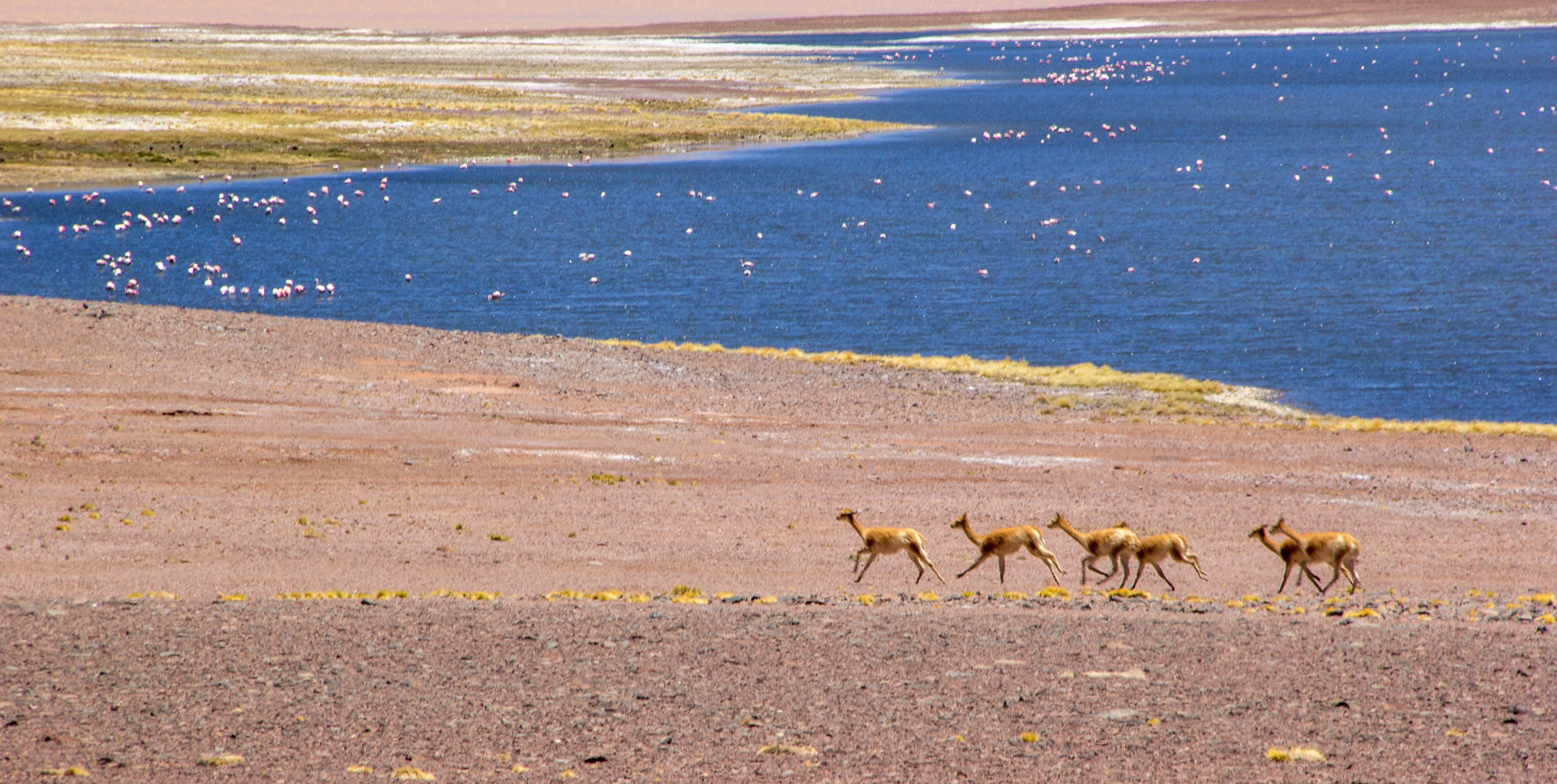 Laguna Negro Francisco