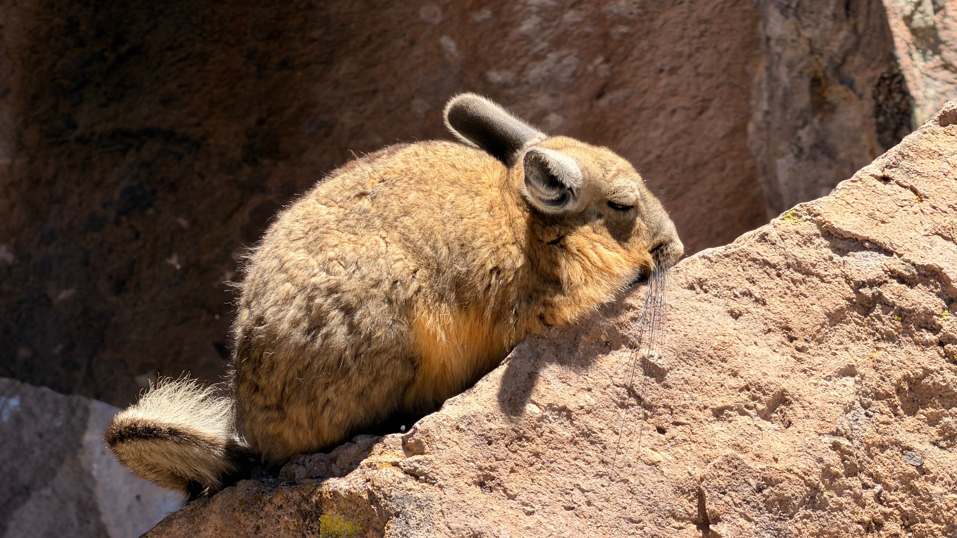 Viscacha