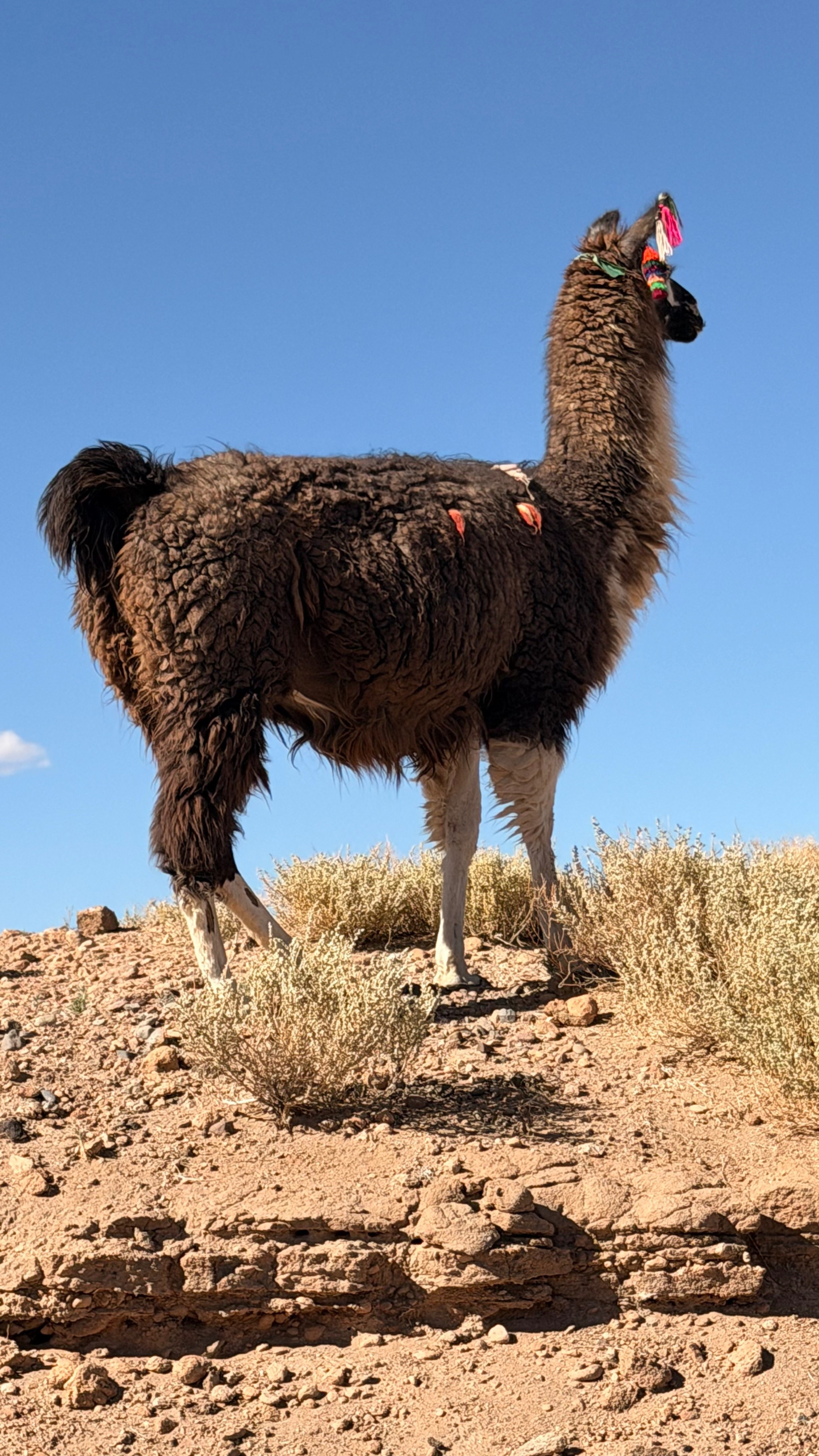 Lama