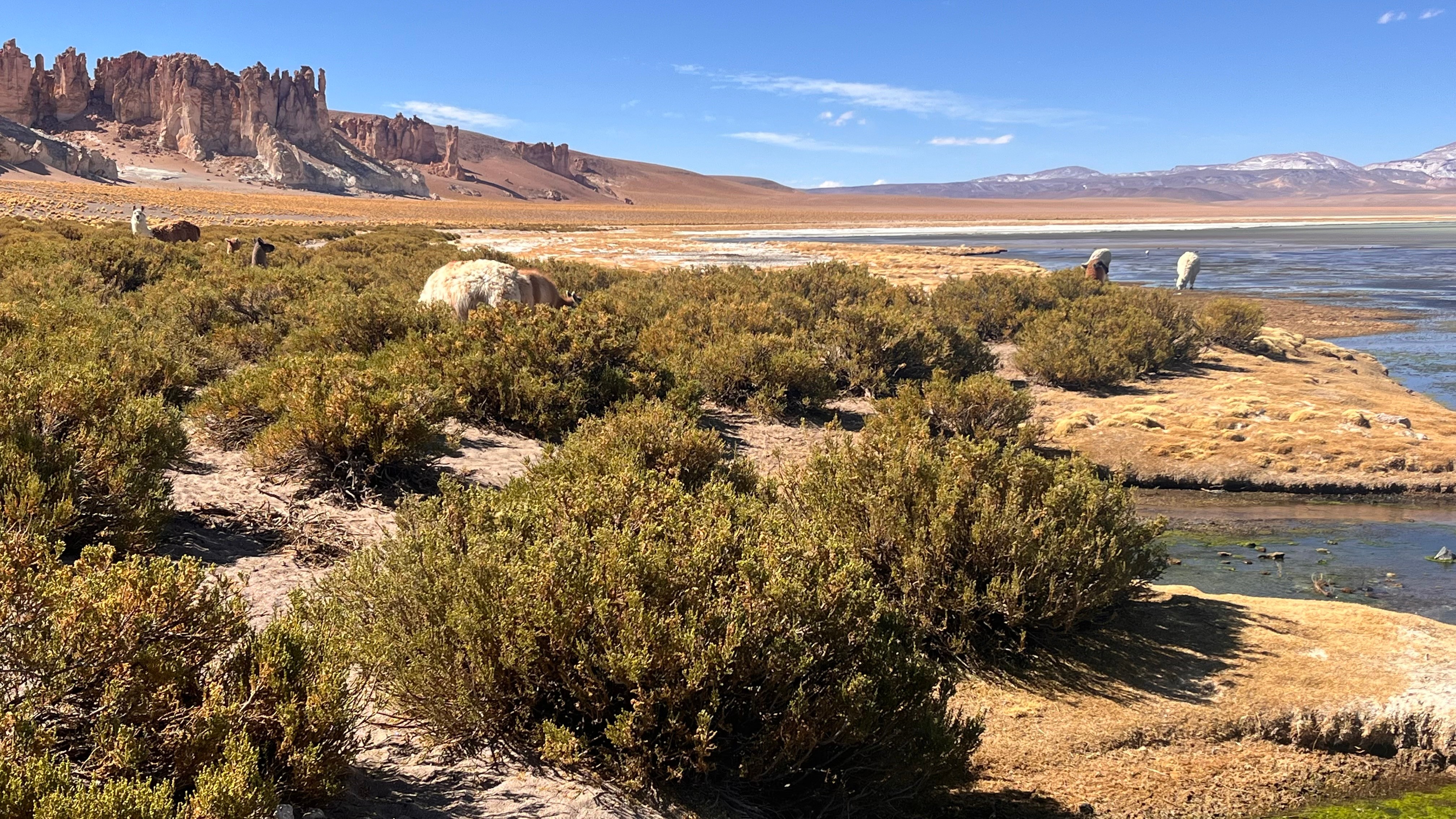 Tara Salt Flat